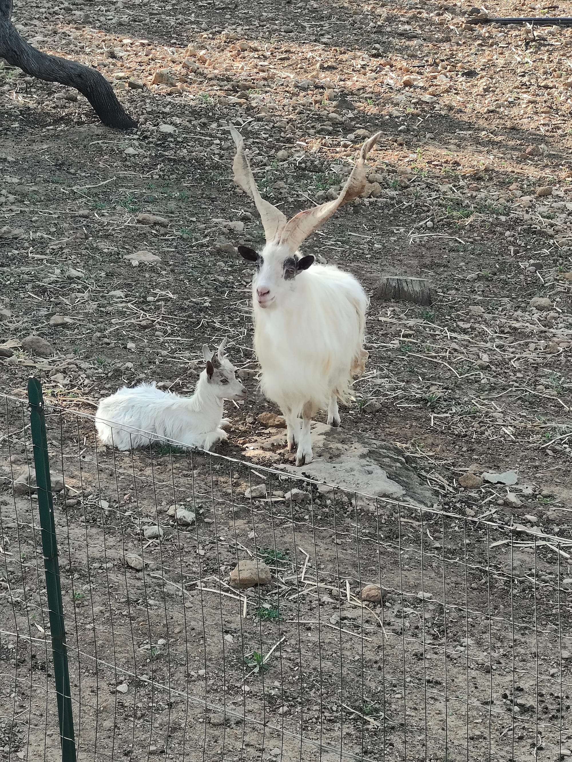 Valle dei Templi 2024