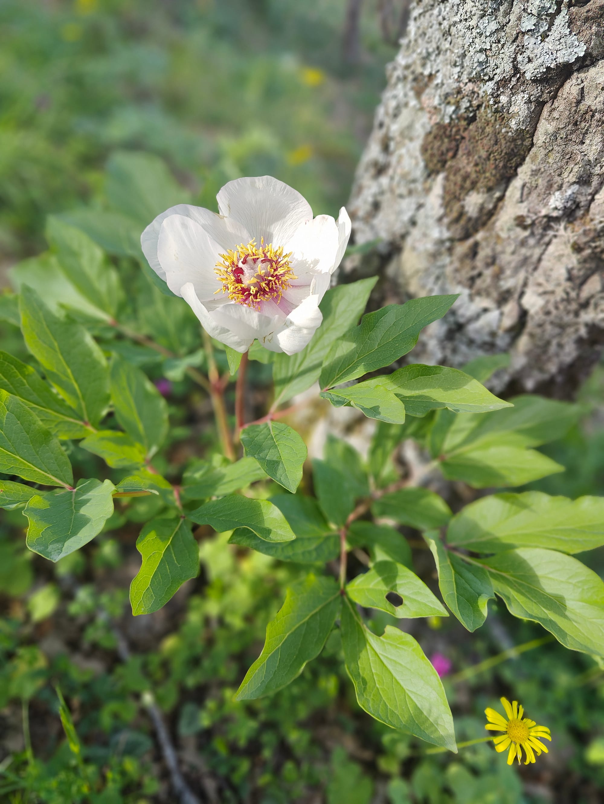 Cesarò - Lago Maulazzo 2025