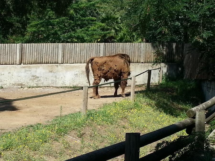Roma - Bioparco 2014