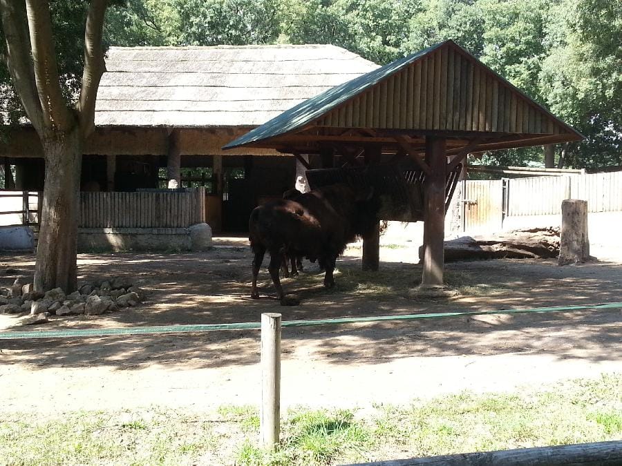 Roma - Bioparco 2014