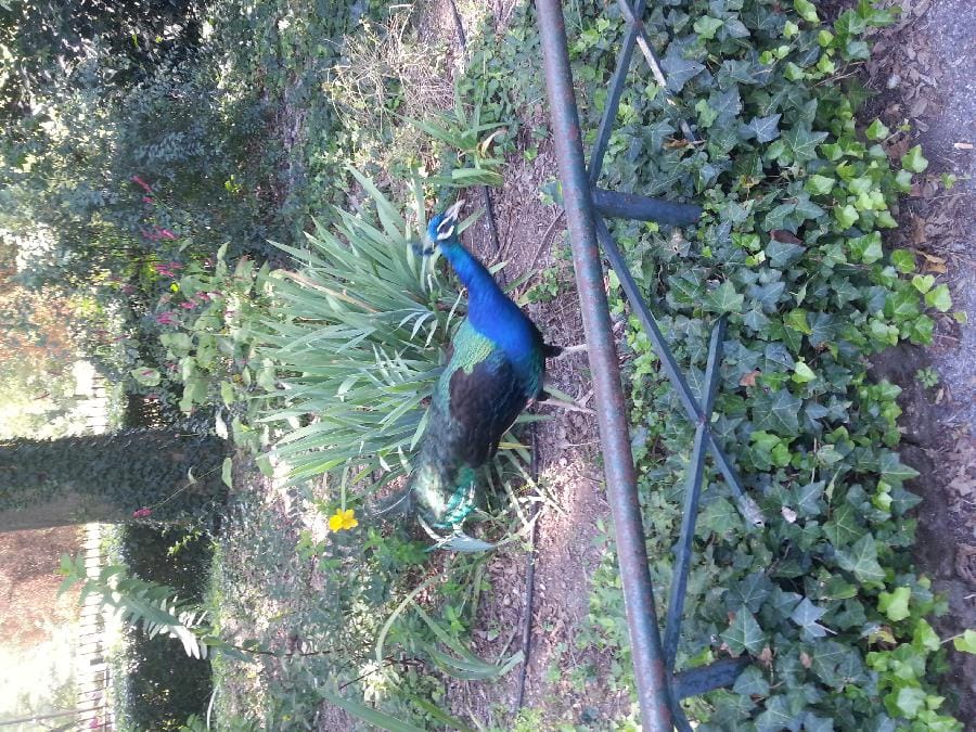 Roma - Bioparco 2014