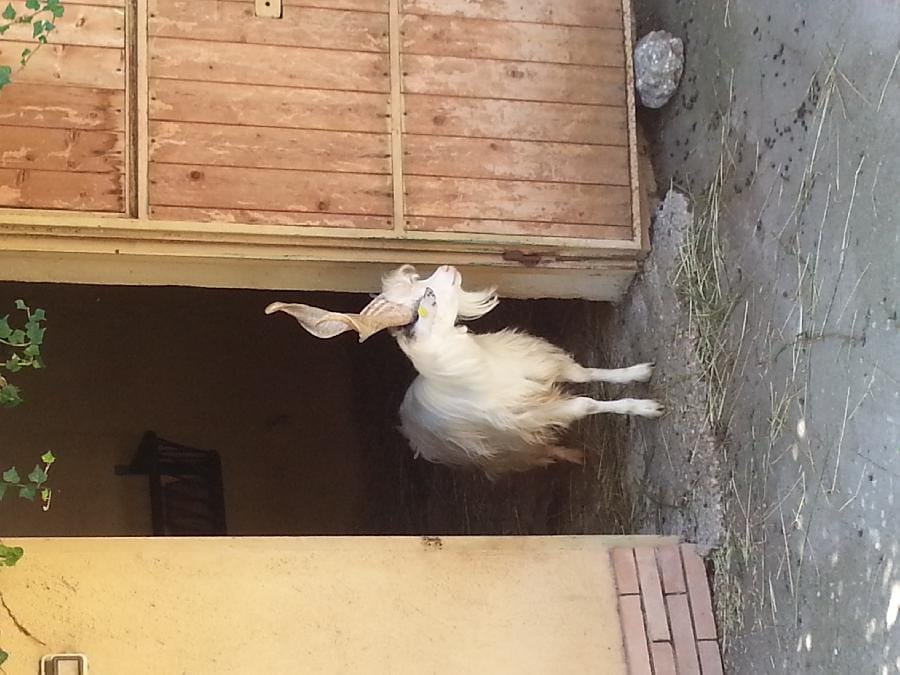 Roma - Bioparco 2014