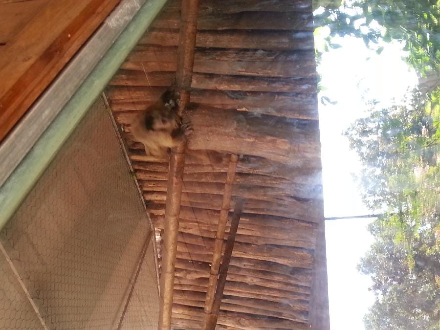 Roma - Bioparco 2014