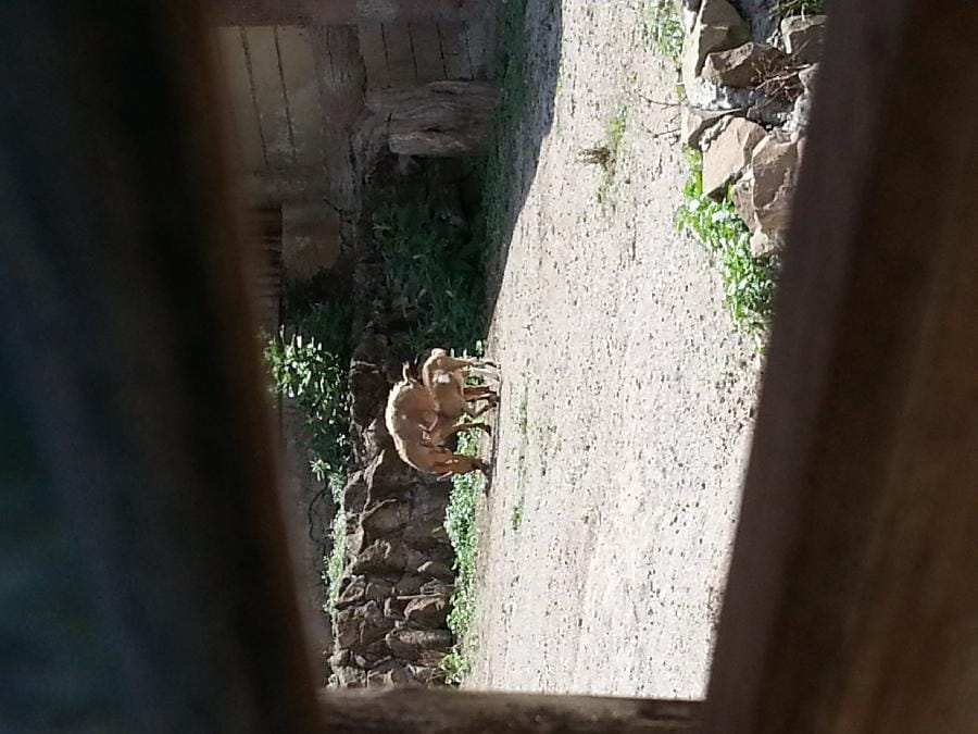 Roma - Bioparco 2014