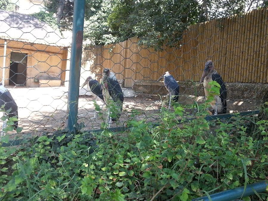 Roma - Bioparco 2014