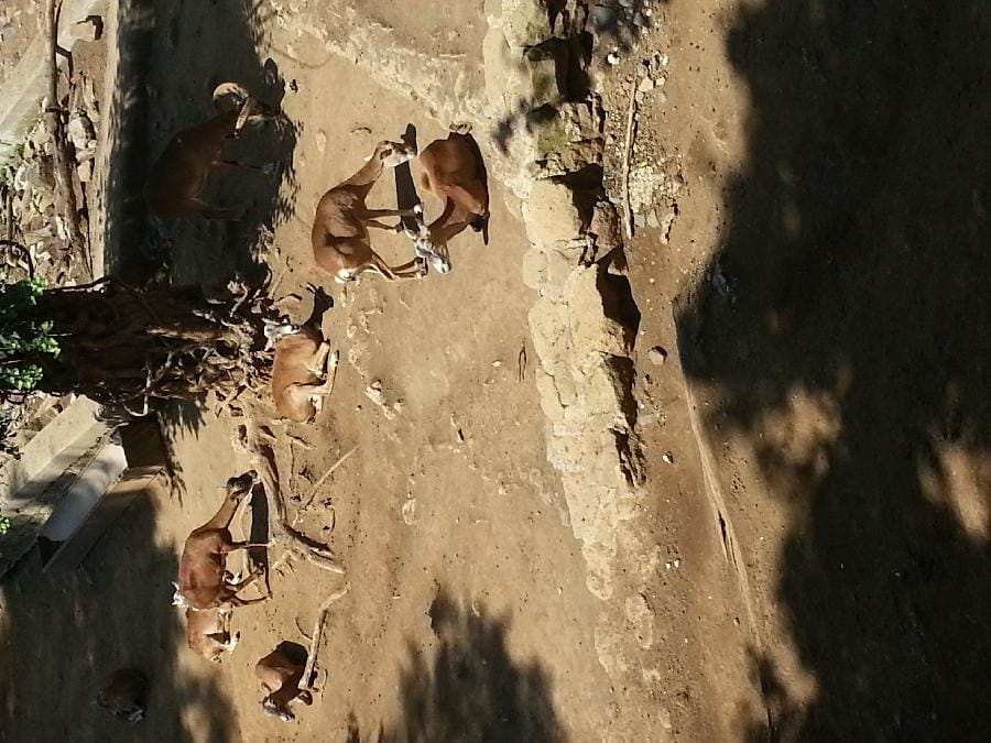 Roma - Bioparco 2014