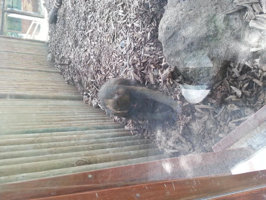 Roma - Bioparco 2014