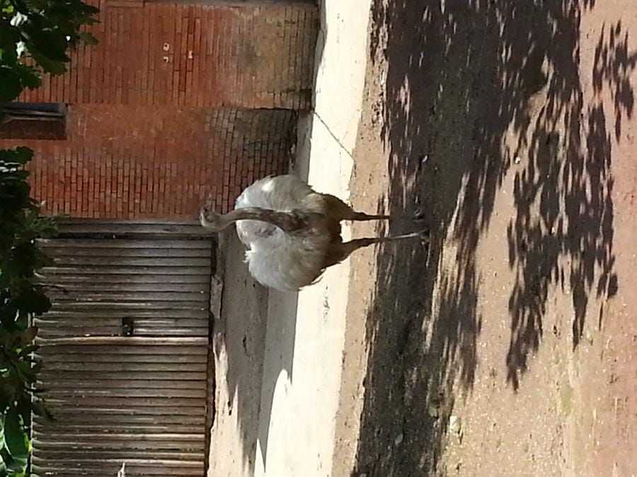 Roma - Bioparco 2014