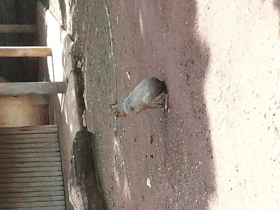 Roma - Bioparco 2014