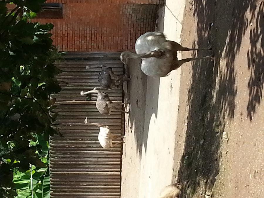 Roma - Bioparco 2014