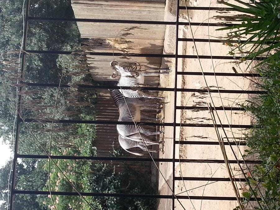 Roma - Bioparco 2014