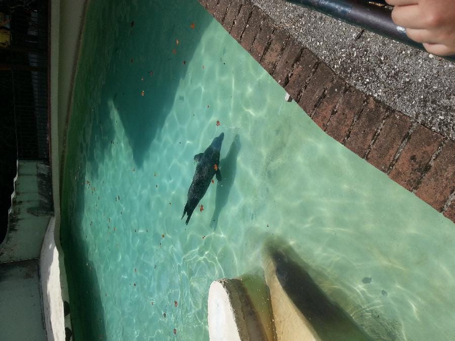 Roma - Bioparco 2014