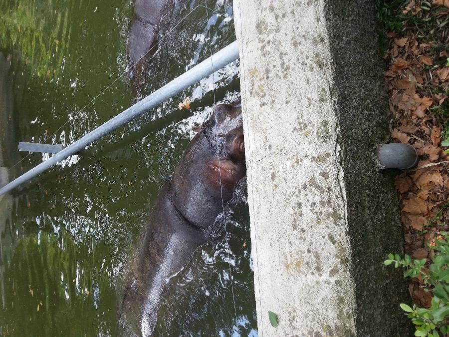 Roma - Bioparco 2014