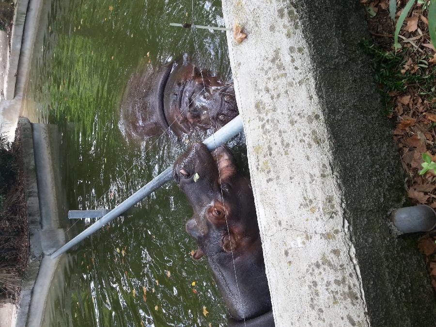 Roma - Bioparco 2014