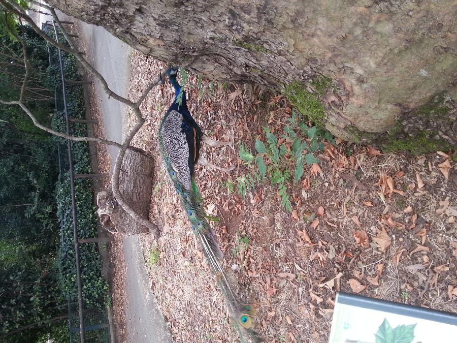 Roma - Bioparco 2014