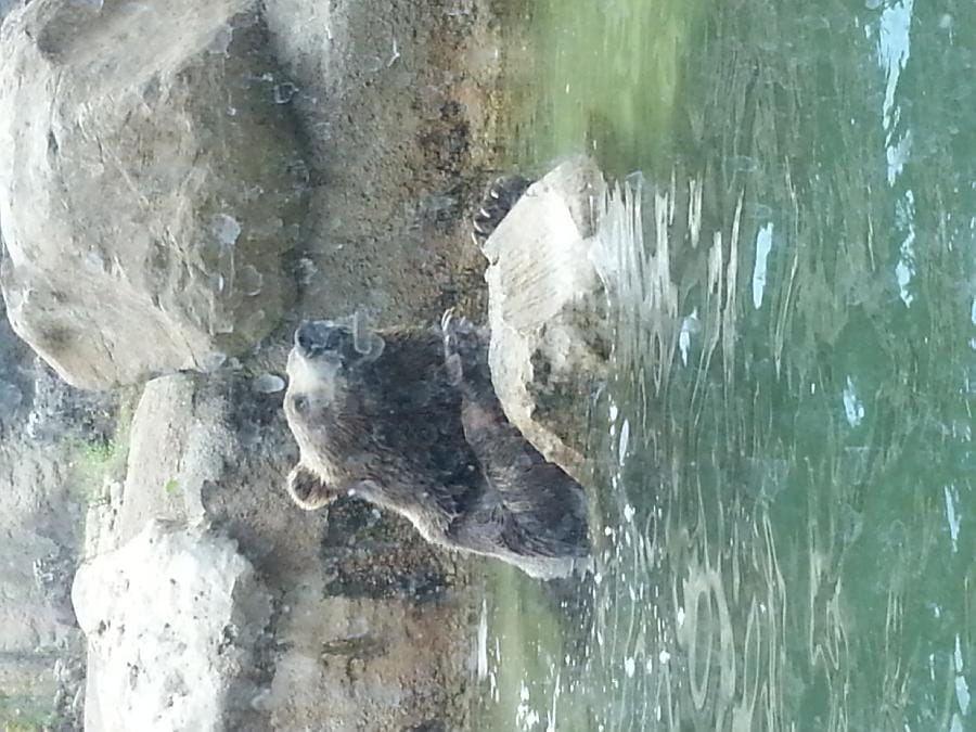 Roma - Bioparco 2014