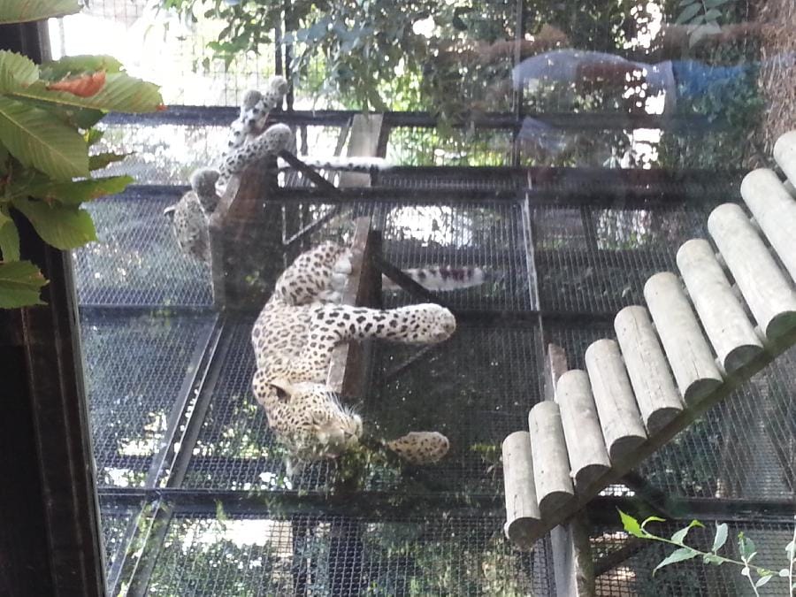 Roma - Bioparco 2014