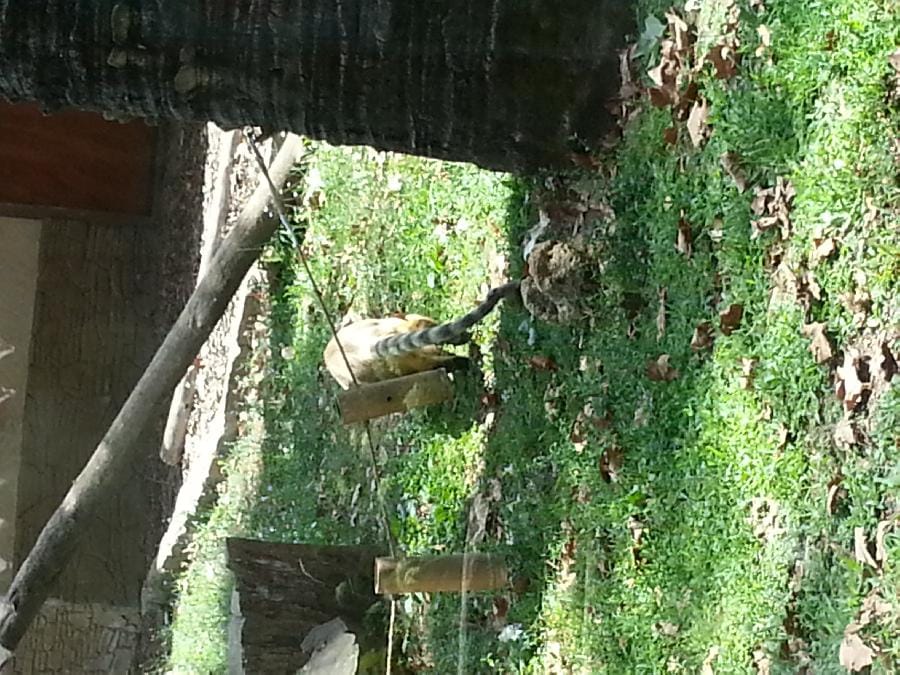 Roma - Bioparco 2014