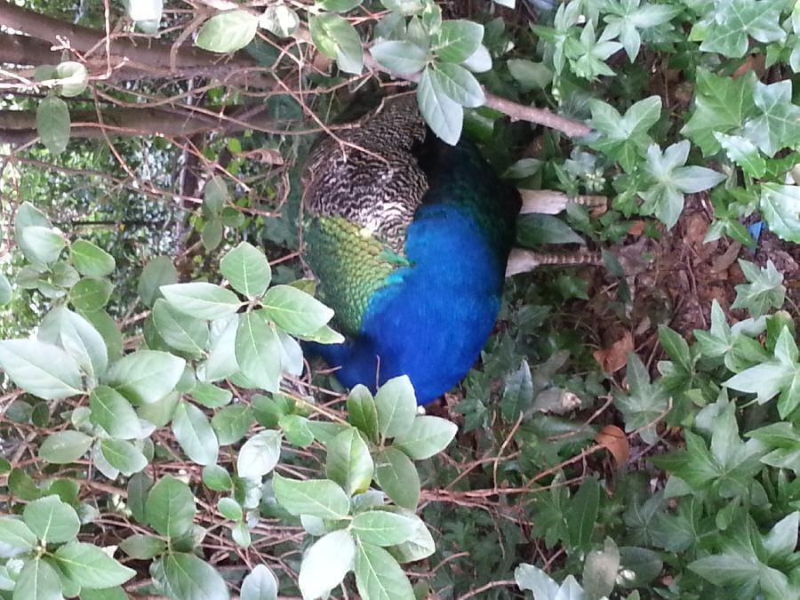 Roma - Bioparco 2014