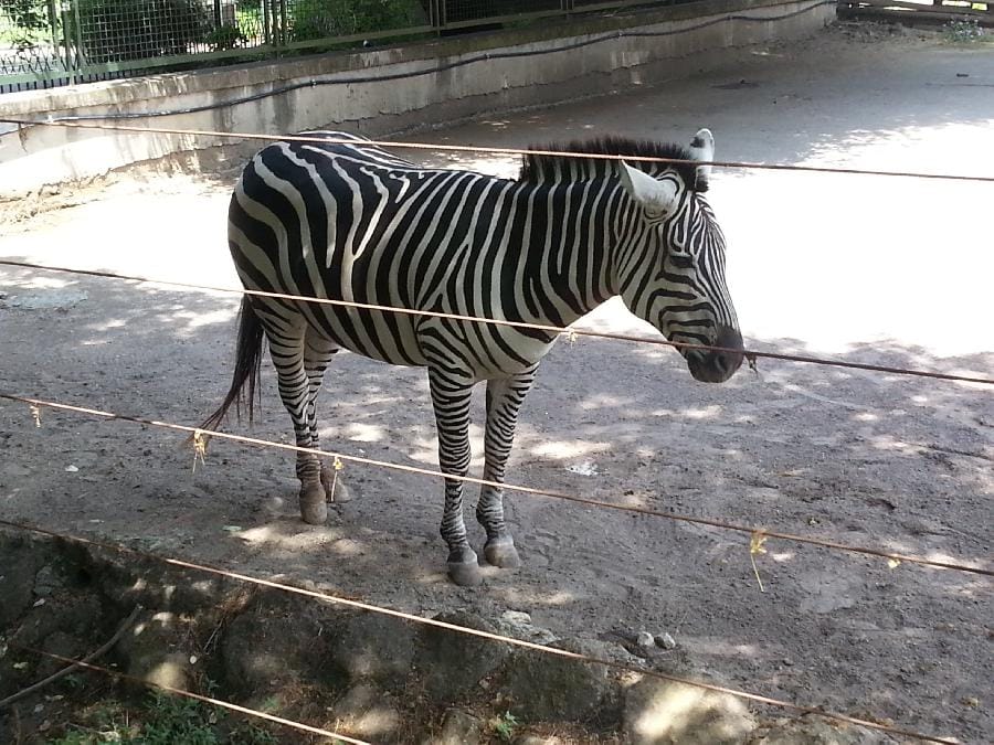Roma - Bioparco 2014