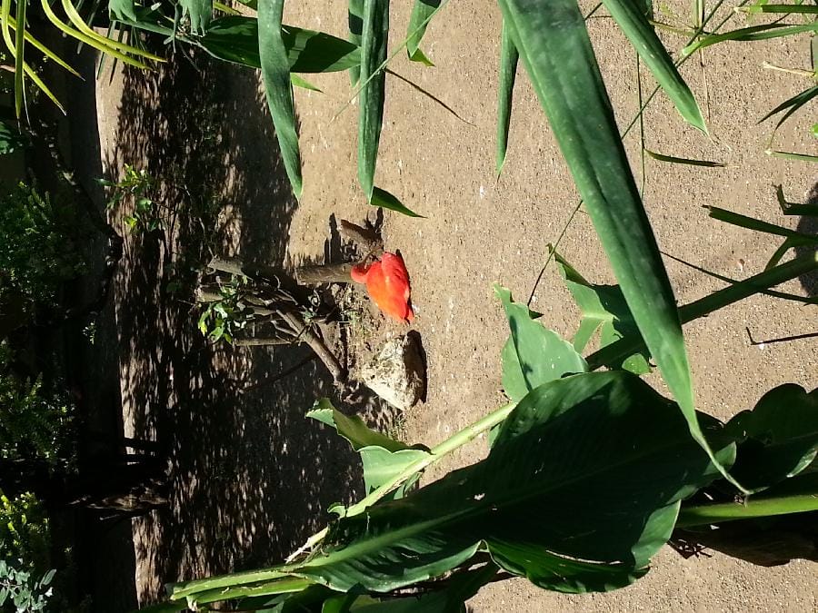 Roma - Bioparco 2014