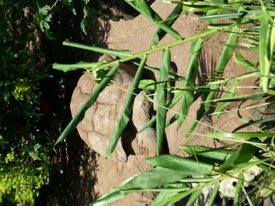 Roma - Bioparco 2014