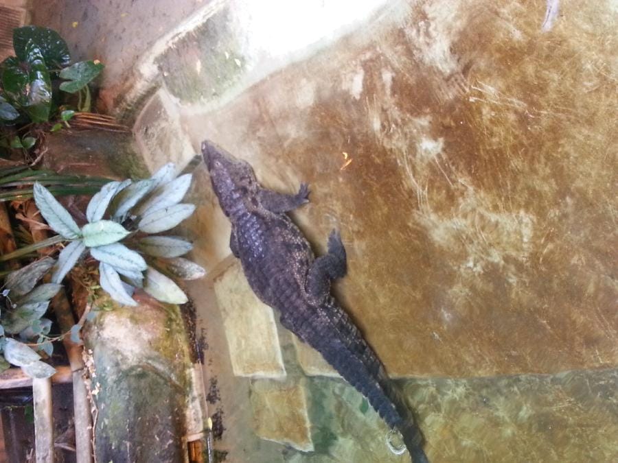 Roma - Bioparco 2014