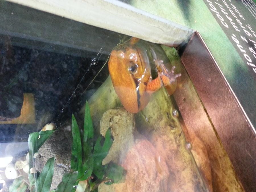 Roma - Bioparco 2014